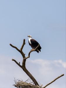 Preview wallpaper eagle, bird, predator, tree, nest, watching