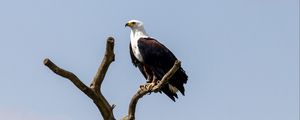 Preview wallpaper eagle, bird, predator, tree, nest, watching