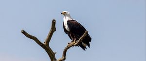 Preview wallpaper eagle, bird, predator, tree, nest, watching