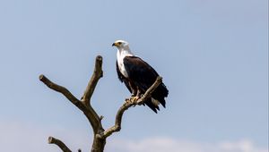 Preview wallpaper eagle, bird, predator, tree, nest, watching