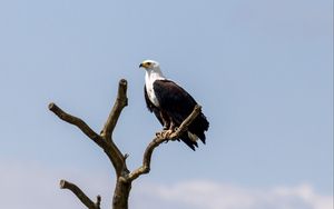 Preview wallpaper eagle, bird, predator, tree, nest, watching