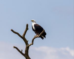 Preview wallpaper eagle, bird, predator, tree, nest, watching