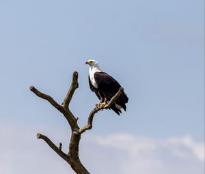 Preview wallpaper eagle, bird, predator, tree, nest, watching