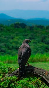 Preview wallpaper eagle, bird, predator, wildlife