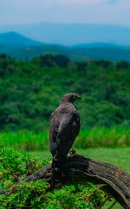 Preview wallpaper eagle, bird, predator, wildlife