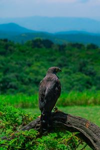 Preview wallpaper eagle, bird, predator, wildlife
