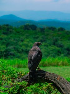 Preview wallpaper eagle, bird, predator, wildlife