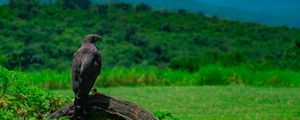 Preview wallpaper eagle, bird, predator, wildlife