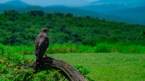 Preview wallpaper eagle, bird, predator, wildlife