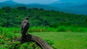 Preview wallpaper eagle, bird, predator, wildlife
