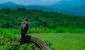 Preview wallpaper eagle, bird, predator, wildlife