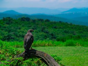 Preview wallpaper eagle, bird, predator, wildlife