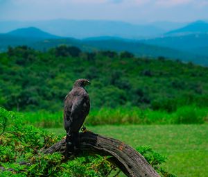 Preview wallpaper eagle, bird, predator, wildlife