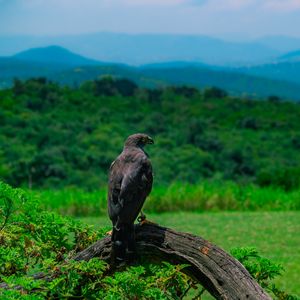 Preview wallpaper eagle, bird, predator, wildlife