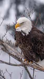 Preview wallpaper eagle, bird, predator, glance, tree, wildlife