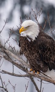 Preview wallpaper eagle, bird, predator, glance, tree, wildlife