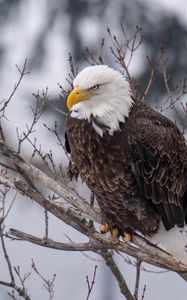 Preview wallpaper eagle, bird, predator, glance, tree, wildlife