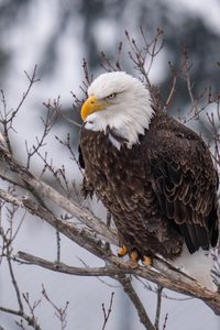 Preview wallpaper eagle, bird, predator, glance, tree, wildlife