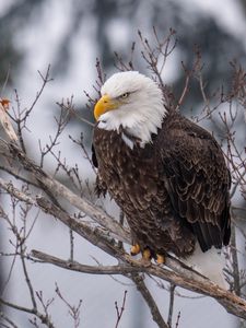 Preview wallpaper eagle, bird, predator, glance, tree, wildlife