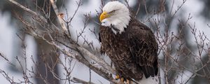 Preview wallpaper eagle, bird, predator, glance, tree, wildlife