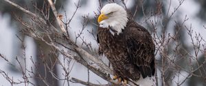 Preview wallpaper eagle, bird, predator, glance, tree, wildlife