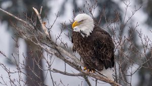 Preview wallpaper eagle, bird, predator, glance, tree, wildlife