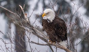 Preview wallpaper eagle, bird, predator, glance, tree, wildlife