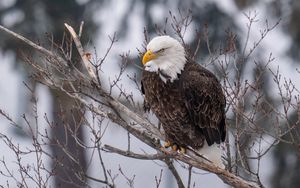 Preview wallpaper eagle, bird, predator, glance, tree, wildlife