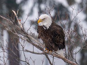 Preview wallpaper eagle, bird, predator, glance, tree, wildlife