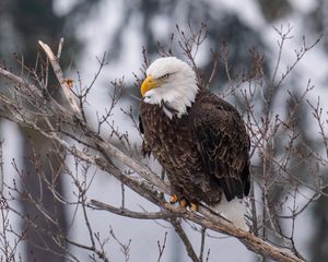 Preview wallpaper eagle, bird, predator, glance, tree, wildlife