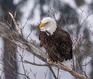 Preview wallpaper eagle, bird, predator, glance, tree, wildlife