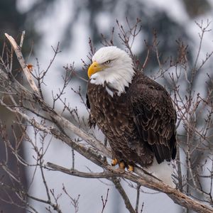 Preview wallpaper eagle, bird, predator, glance, tree, wildlife
