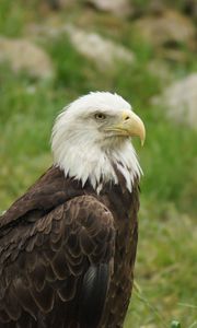 Preview wallpaper eagle, bird, predator, beak, wildlife