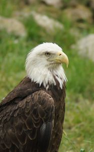 Preview wallpaper eagle, bird, predator, beak, wildlife