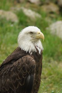 Preview wallpaper eagle, bird, predator, beak, wildlife