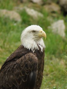 Preview wallpaper eagle, bird, predator, beak, wildlife