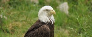 Preview wallpaper eagle, bird, predator, beak, wildlife