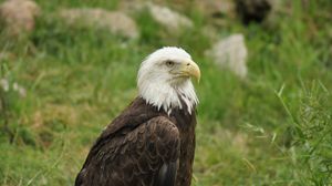 Preview wallpaper eagle, bird, predator, beak, wildlife