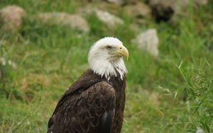 Preview wallpaper eagle, bird, predator, beak, wildlife