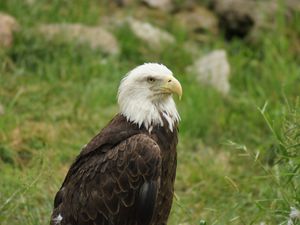 Preview wallpaper eagle, bird, predator, beak, wildlife