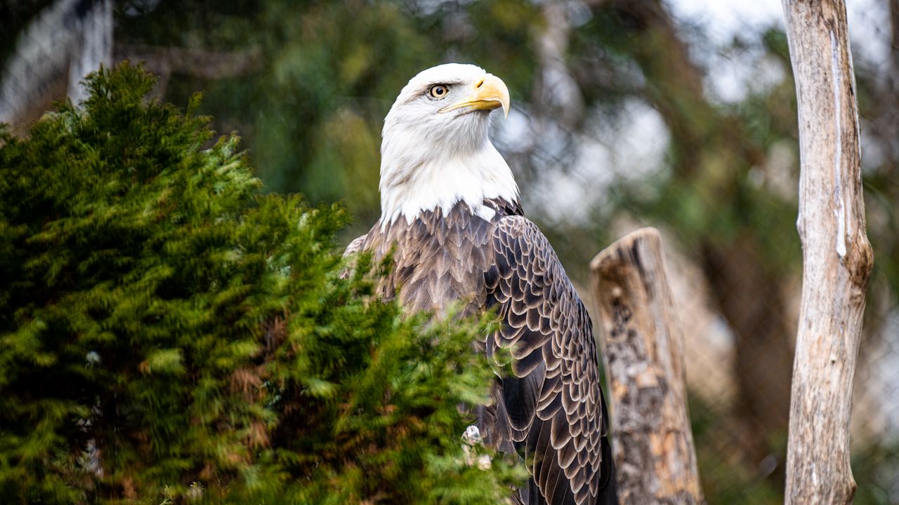 Wallpaper eagle, bird, predator, branch, tree, wildlife