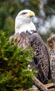 Preview wallpaper eagle, bird, predator, branch, tree, wildlife