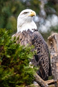 Preview wallpaper eagle, bird, predator, branch, tree, wildlife