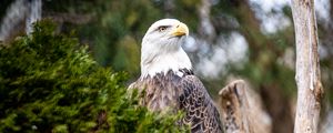 Preview wallpaper eagle, bird, predator, branch, tree, wildlife