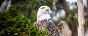 Preview wallpaper eagle, bird, predator, branch, tree, wildlife