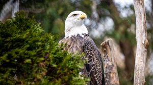 Preview wallpaper eagle, bird, predator, branch, tree, wildlife