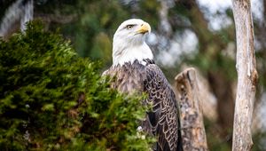 Preview wallpaper eagle, bird, predator, branch, tree, wildlife