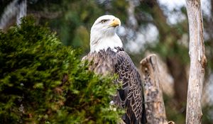 Preview wallpaper eagle, bird, predator, branch, tree, wildlife