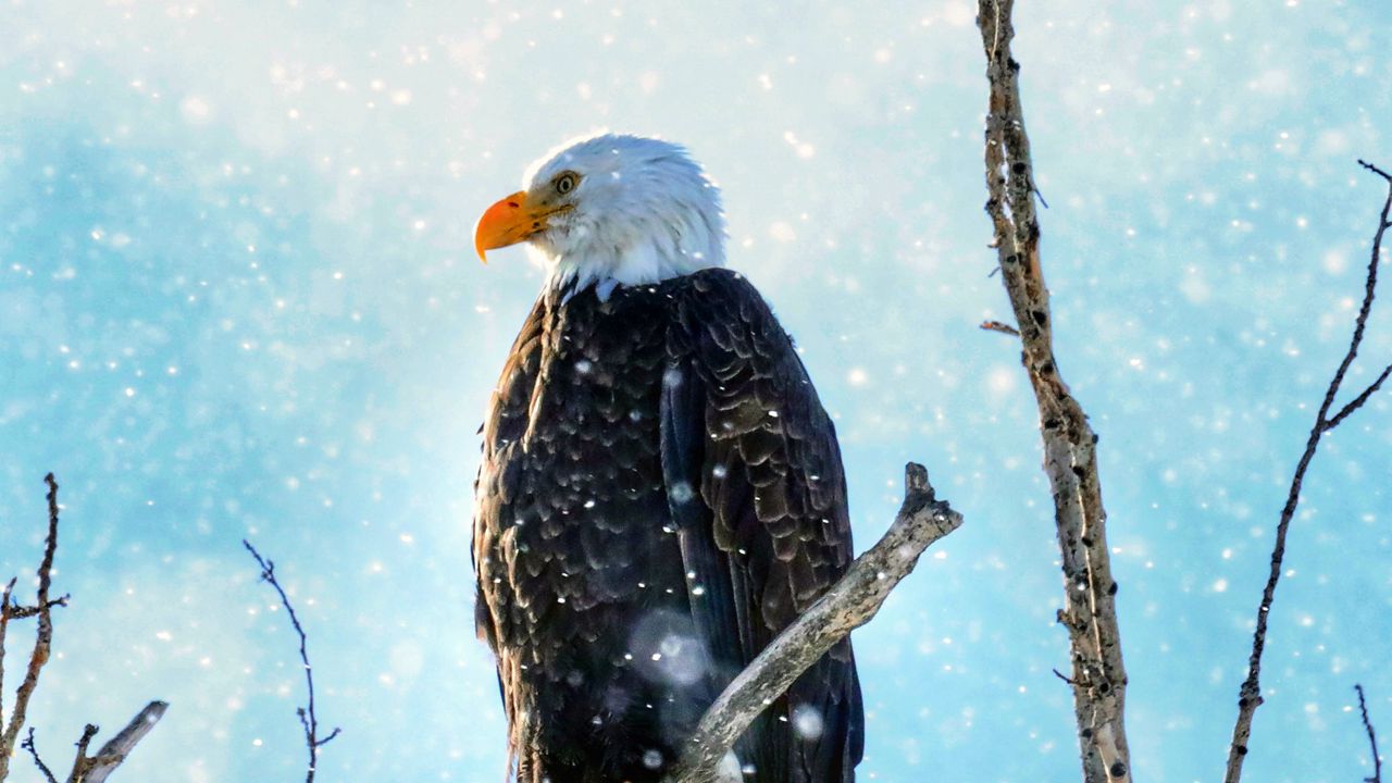Wallpaper eagle, bird, predator, branch, tree, snow
