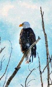 Preview wallpaper eagle, bird, predator, branch, tree, snow